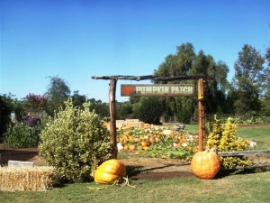 one good pumpkin patch